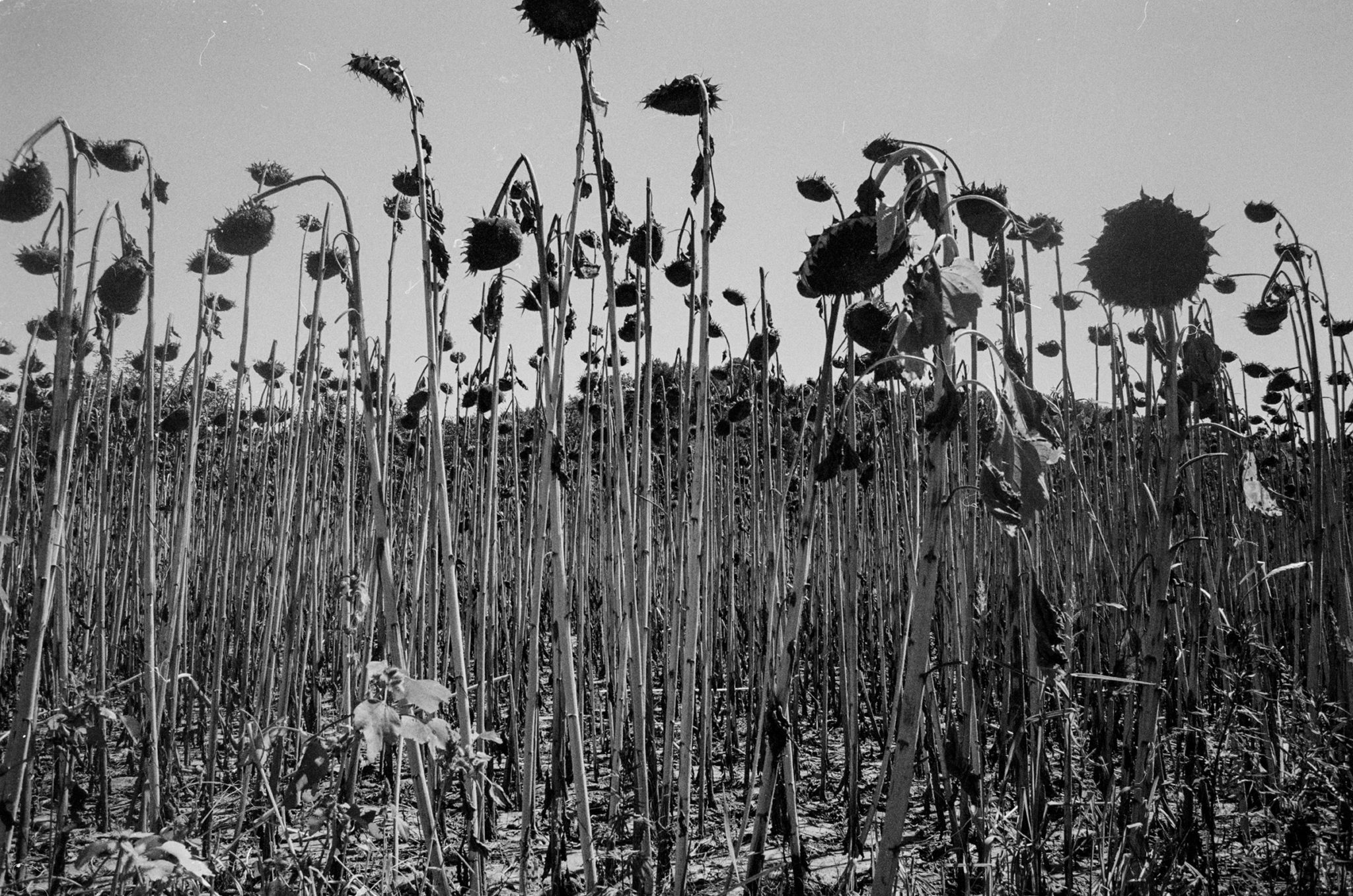 Field of dead sunflowers